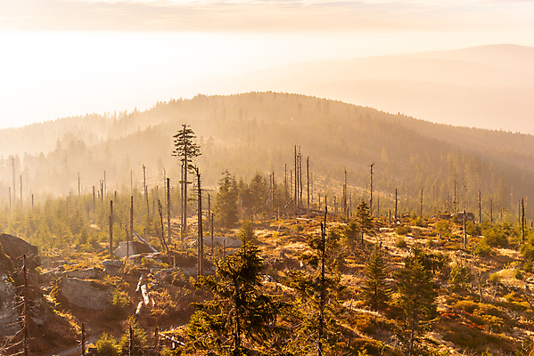 포토 JPG 해외이미지 나무 공원 유럽 자연 하늘 산 건조 독일 사람없음 야외 목재 초록색 파란색 환경 손상 죽음 행운 오염 숲 위험 딱정벌레 산등성이 순환 나무껍질 가뭄 체코 내추럴 생태학 신맛 옛날 재앙 전국 가문비나무 바이에른 바이에른사람 국경 해외포토 식물 공공시설 교육 나라 컬러 곤충 컨셉 재료 모션 날씨 껍질 맛 생태계 파일형식 이미지허브