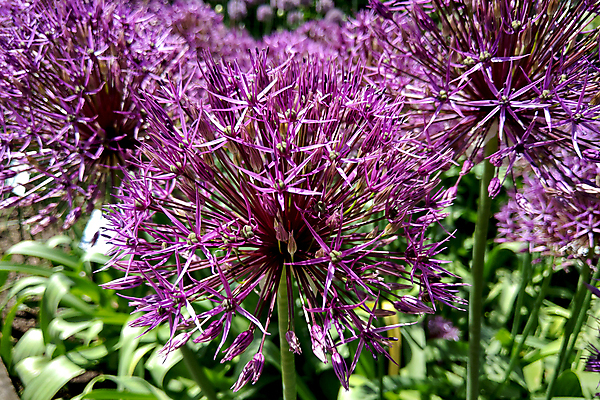 포토 JPG 해외이미지 나무 식물 계절 공원 꽃잎 꽃 분홍색 백그라운드 꽃무늬 공 자연 양파 마늘 사람없음 장식 초록색 여름 컬러풀 뷰티 지구본 정원 보라색 봄 벚꽃 나뭇가지 원형 개화 큼 제비꽃 원예 거인 내추럴 해외포토 도형 공공시설 컬러 무늬 채소 취미 크기 생태계 파일형식 이미지허브