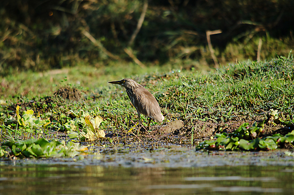 포토 JPG 해외이미지 나무 동물 1 야생동물 백그라운드 잎 오렌지 자연 조류 종류 사람없음 야외 초록색 파란색 회색 흰색 나뭇가지 묘사 생물학 새장 서식지 생태학 해외포토 식물 교육 컬러 과일 생태계 케이지 파일형식 이미지허브