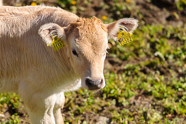 포토 JPG 해외이미지 동물 계절 유럽 스포츠 여행 백그라운드 겨울 포유류 자연 하늘 스키 산 주택 경사 사람없음 야외 건물 파란색 태양 갈색 마을 추위 흰색 도시 소 언덕 휴양지 알프스 장면 타운 안도라 해외포토 자연요소 건축물 나라 컬러 겨울스포츠 장소 생태계 파일형식 이미지허브