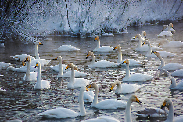 포토 JPG 해외이미지 주간 호수 물결 겨울 여러마리 눈꽃 사람없음 야외 나뭇가지 수면 백조 해외포토 자연요소 나무 계절 다수 조류 눈_날씨 물 파일형식 이미지허브