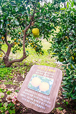 포토 JPG 해외이미지 나무 식물 음식 섬 여행 장갑 백그라운드 잎 농업 오렌지 과일 자연 하늘 귤 한국 건강 사람없음 초록색 농장 노란색 정원 주스 성장 나뭇가지 신선 원형 그룹 달콤 맛 큼 척추 상쾌 유기농 비타민 남쪽 내추럴 숙성 맛있는 해외포토 도형 웰빙 잡화 감정 산업 아시아 음료 컬러 컨셉 뼈 크기 방향 생태계 영양소 파일형식 이미지허브