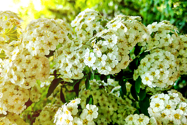 포토 JPG 해외이미지 나무 식물 디자인 공원 꽃잎 꽃 백그라운드 낙엽 잎 꽃무늬 공 자연 하늘 사람없음 장식 가로 초록색 뷰티 장미 머리 봄 벚꽃 흰색 원형 개화 닫기 다발 관목 원예 러시아 눈덩이 이국적 살균 해외포토 도형 계절 공공시설 유럽 컬러 무늬 모션 눈_날씨 취미 신체부위 생태계 파일형식 이미지허브