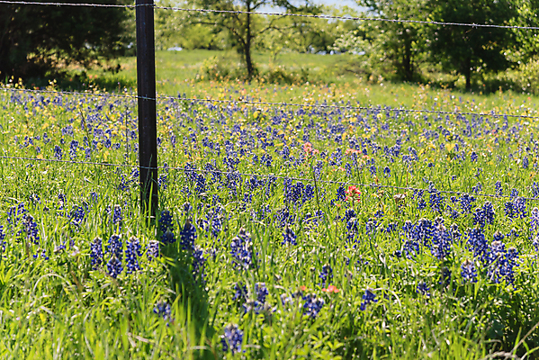 포토 JPG 해외이미지 주간 봄꽃 자연 사람없음 야외 봄 해외포토 자연요소 계절 꽃 생태계 파일형식 이미지허브