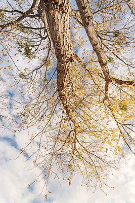 포토 JPG 해외이미지 나무 계절 공원 길 여행 백그라운드 단풍 잎 패턴 오렌지 자연 프레임 사람없음 야외 목재 세로 초록색 컬러풀 햇빛 노란색 미국 활발 덮개 나뭇가지 황금 숲 큼 상승 내추럴 텍사스 화창 해외포토 식물 공공시설 컬러 컨셉 북아메리카 무늬 과일 재료 날씨 태양 뚜껑 크기 생태계 파일형식 이미지허브