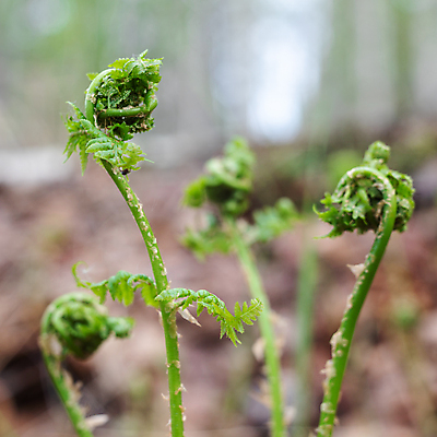 포토 JPG 해외이미지 식물 잎 자연 사람없음 야외 장식 초록색 빛 환경 정원 봄 신선 그룹 소프트포커스 다발 원예 보케 녹색배경 내추럴 양치류 해외포토 계절 컬러 백그라운드 촬영기법 취미 생태계 파일형식 이미지허브