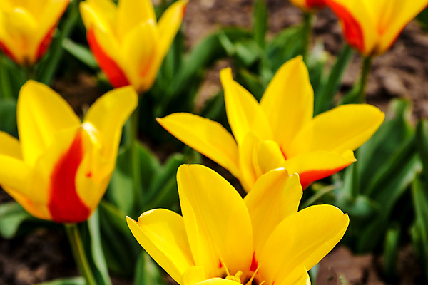 포토 JPG 해외이미지 식물 계절 공원 꽃잎 꽃 분홍색 꽃다발 백그라운드 잎 꽃무늬 밭 농업 자연 부활절 풍경 초원 취미 사람없음 야외 빨간색 초록색 여름 빛 컬러풀 햇빛 태양 뷰티 노란색 정원 맑음 봄 활발 들꽃 튤립 벚꽃 흰색 전원 신선 개화 원예 보케 내추럴 해외포토 자연요소 공공시설 기념일 산업 컬러 컨셉 무늬 날씨 전기에너지 생태계 파일형식 이미지허브