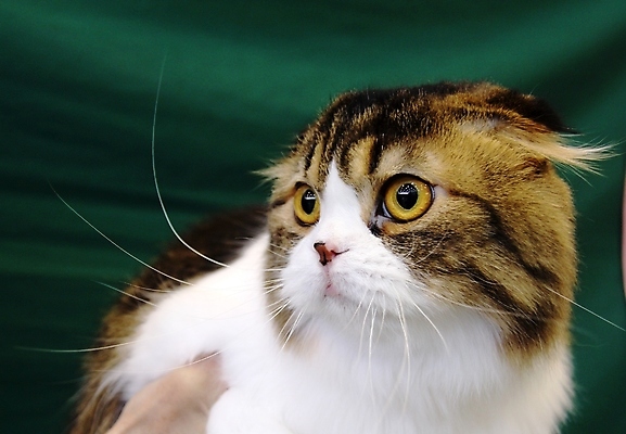 포토 JPG 해외이미지 동물 응시 백그라운드 잎 장난 포유류 발 놀이 수염 주택 털 사람없음 빨간색 파란색 반려동물 달리기 점프 고양이 줄무늬 회색 흰색 닫기 작음 꼬리 솜털 수의사 거짓말 동물상 발톱 총구 해외포토 식물 시선 컬러 무늬 모션 건물 신체부위 조형물 의사 크기 파일형식 이미지허브