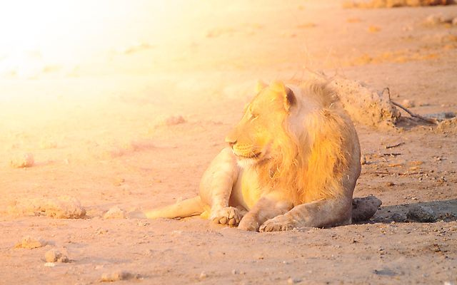 포토 JPG 해외이미지 동물 응시 공원 남자 야생동물 포유류 아프리카 자연 털 사람없음 빛 머리 고양이 일몰 게임 황무지 황금 위험 사자 큼 왕 사파리 육식동물 갈기 사자자리 표범 남쪽 빛망울 송곳니 내추럴 거짓말 암사자 웅장함 전국 해외포토 시선 공공시설 나라 컨셉 놀이 사람 신체부위 반려동물 노을 별자리 치아 크기 암컷 방향 생태계 파일형식 이미지허브