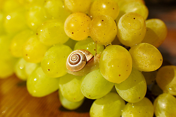 포토 JPG 해외이미지 한마리 실내 근접촬영 사람없음 아웃포커스 작음 청포도 달팽이 해외포토 1 뷰포인트 포도 연체동물 촬영기법 내부 크기 파일형식 이미지허브