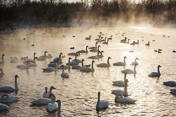 포토 JPG 해외이미지 주간 호수 물결 겨울 사람없음 야외 안개 수면 우아함 백조 해외포토 자연요소 계절 컨셉 조류 날씨 물 파일형식 이미지허브