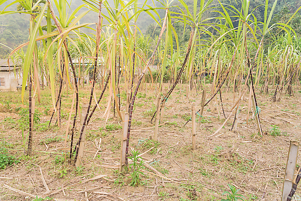 포토 JPG 해외이미지 나무 식물 아시아 줄기 잎 밭 농업 자연 지팡이 산 사람없음 야외 초록색 농작물 농장 농경지 갈색 마을 환경 정원 흙 수확 성장 시골 신선 달콤 설탕 유기농 날것 베트남 뿌리 내추럴 밭일 숙성 식용 줄서기 사탕수수 해외포토 웰빙 나라 산업 컬러 모션 동남아시아 맛 생태계 파일형식 이미지허브