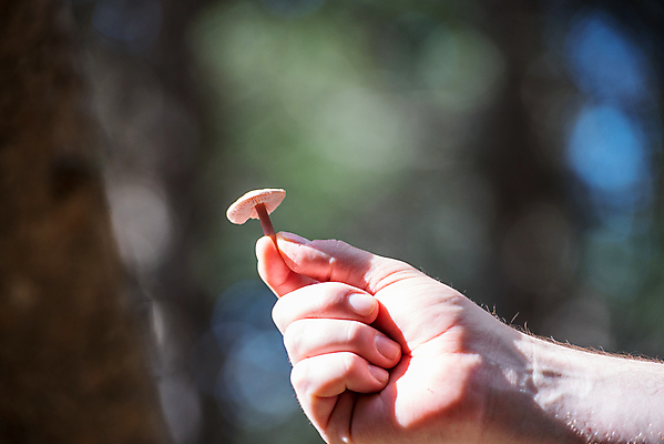 포토 JPG 해외이미지 나무 식물 동물 계절 야생동물 음식 백그라운드 잎 패턴 자연 요정 이끼 사람없음 야외 목재 초록색 뷰티 갈색 환경 버섯 흰색 숲 유기농 질감 마법 내추럴 곰팡이 식용 안도라 캡모자 해외포토 모자_잡화 웰빙 컬러 무늬 재료 생태계 파일형식 이미지허브
