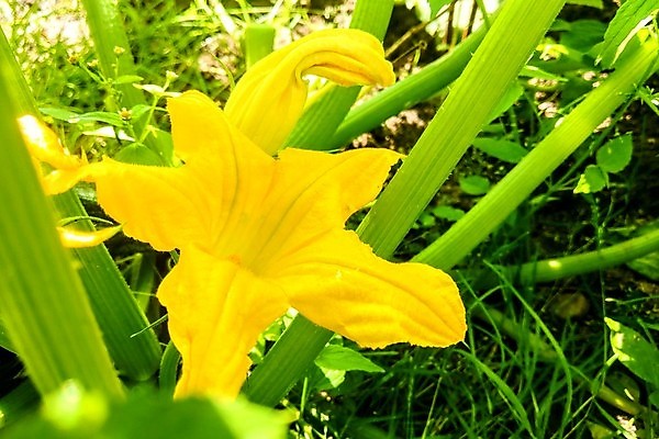 포토 JPG 해외이미지 식물 계절 꽃 음식 백그라운드 잎 꽃무늬 밭 농업 채소 과일 자연 디저트 수박 건강 사람없음 초록색 물 여름 농작물 노란색 마을 정원 봄 성장 나뭇가지 신선 개화 멜론 유기농 날것 내추럴 채식주의자 억울 해외포토 자연요소 나무 웰빙 감정 산업 컬러 무늬 생태계 채식 파일형식 이미지허브