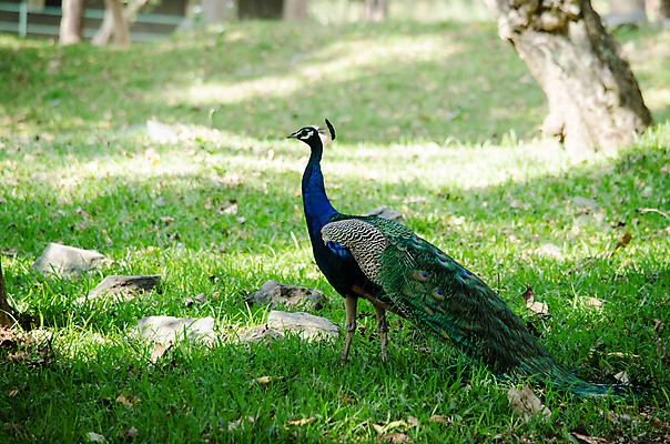 포토 JPG 해외이미지 나무 동물 1 야생동물 백그라운드 잎 오렌지 노래 자연 조류 휴식 종류 앉기 사람없음 야외 빨간색 초록색 파란색 우주 봄 회색 흰색 나뭇가지 공작 묘사 싱글 생물학 서식지 생태학 해외포토 식물 계절 교육 음악 컬러 컨셉 과일 모션 생태계 파일형식 이미지허브