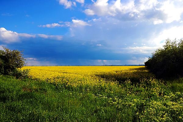 포토 JPG 해외이미지 식물 구름 꽃 도로 백그라운드 밭 농업 자연 하늘 산 씨앗 풍경 초원 사람없음 야외 초록색 여름 파란색 농작물 태양 뷰티 농장 노란색 환경 맑음 봄 에너지 벚꽃 시골 황금 기름 땅 유채 내추럴 땅바닥 방법 밭일 생태학 세련 해외포토 자연요소 계절 교육 산업 길 음식 컬러 교통시설 날씨 바닥 생태계 파일형식 이미지허브