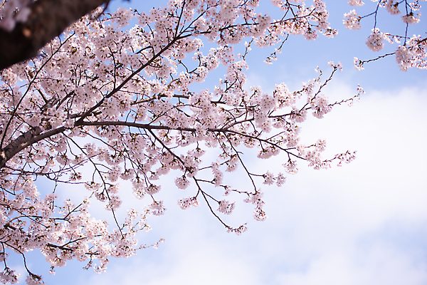 포토 JPG 해외이미지 주간 공원 서울 한국 사람없음 야외 봄 벚꽃 개화 해외포토 자연요소 계절 공공시설 꽃 아시아 파일형식 이미지허브