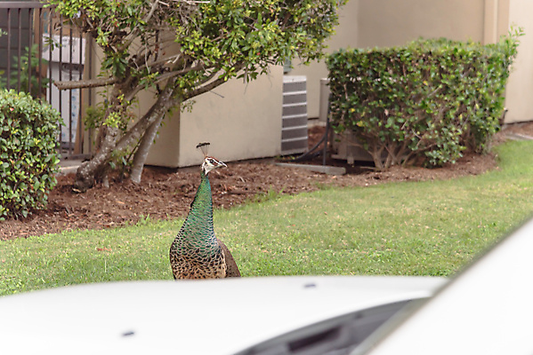 포토 JPG 해외이미지 동물 남자 야생동물 패턴 날개 자동차 자연 조류 아파트 주택 풍경 잔디 사람없음 야외 건물 초록색 파란색 컬러풀 머리 미국 공작 주차 깃털 꼬리 콘도 꿩 뒤뜰 복잡 이국적 텍사스 해외포토 식물 건축물 육상교통 컬러 컨셉 북아메리카 무늬 숙소 사람 신체부위 생태계 파일형식 이미지허브