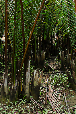 포토 JPG 해외이미지 나무 식물 음식 백그라운드 잎 과일 태국 자연 디저트 건강 손바닥 씨앗 사람없음 초록색 갈색 힘 신선 숲 다발 내추럴 해외포토 손 아시아 컬러 생태계 파일형식 이미지허브