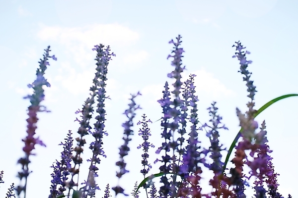 포토 JPG 해외이미지 식물 꽃 유럽 선 백그라운드 꽃무늬 밭 농업 자연 하늘 사람없음 야외 초록색 파란색 컬러풀 뷰티 농장 정원 보라색 일몰 프랑스 수확 벚꽃 시골 개화 허브 제비꽃 향수 향기 아로마 아로마테라피 라벤더 내추럴 프랑스어 프로방스 해외포토 문자 나라 산업 컬러 무늬 노을 화장품 생태계 냄새 테라피 파일형식 이미지허브