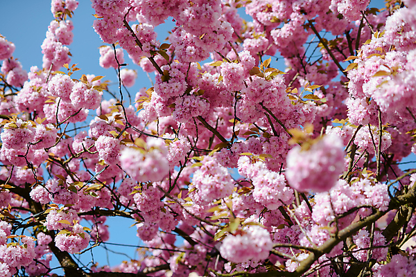 포토 JPG 해외이미지 주간 분홍색 봄꽃 자연 사람없음 야외 봄 벚꽃 소프트포커스 해외포토 자연요소 계절 꽃 컬러 촬영기법 생태계 파일형식 이미지허브