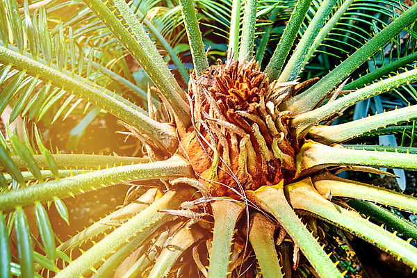 포토 JPG 해외이미지 나무 식물 꽃 백그라운드 잎 꽃무늬 패턴 자연 추상 손바닥 사람없음 초록색 뷰티 정원 일본 성장 신선 숲 왕 묘사 질감 향기 코코넛 상록수 내추럴 대칭 이국적 해외포토 손 아시아 컬러 무늬 과일 생태계 냄새 파일형식 이미지허브