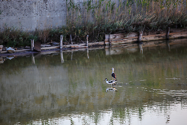 포토 JPG 해외이미지 동물 호수 야생동물 백그라운드 날개 자연 조류 사람없음 야외 빨간색 물 컬러풀 반사 걷기 환경 검은색 고요 젖음 흰색 수면 깃털 부리 소금 서식지 내추럴 해외포토 자연요소 컬러 모션 생태계 파일형식 이미지허브