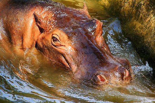 포토 JPG 해외이미지 동물 한마리 호수 야생동물 새끼 포유류 아프리카 자연 국립공원 사람없음 야외 가로 물 컬러풀 머그컵 사파리 하마 케냐 주둥이 대가리 우간다 탄자니아 해외포토 자연요소 1 공원 나라 컬러 컵 생태계 파일형식 이미지허브
