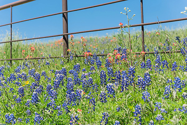 포토 JPG 해외이미지 주간 봄꽃 자연 사람없음 야외 울타리 봄 해외포토 자연요소 계절 꽃 담장 생태계 파일형식 이미지허브