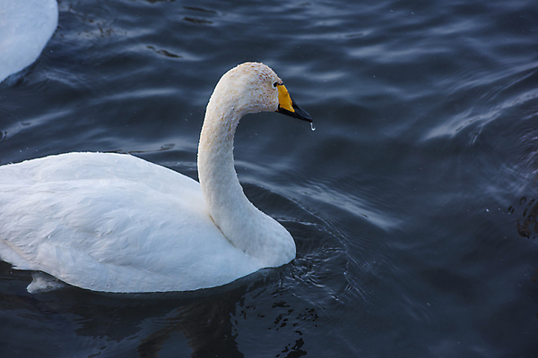 포토 JPG 해외이미지 주간 한마리 호수 물결 사람없음 야외 우아함 백조 해외포토 자연요소 1 컨셉 조류 파일형식 이미지허브