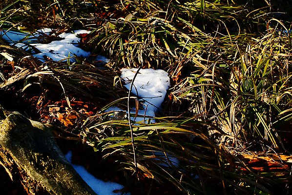포토 JPG 해외이미지 나무 식물 계절 유럽 줄기 백그라운드 밭 자연 하늘 날씨 따뜻함 그림자 사람없음 야외 목재 초록색 빛 컬러풀 태양 일출 환경 맑음 귀걸이 일몰 봄 젖음 촉촉함 흰색 면 닫기 습지 저녁 숲 수분 장면 북쪽 침엽수 솜털 내추럴 해외포토 자연요소 나라 컬러 농업 재료 장신구 모션 노을 야간 방향 생태계 파일형식 이미지허브