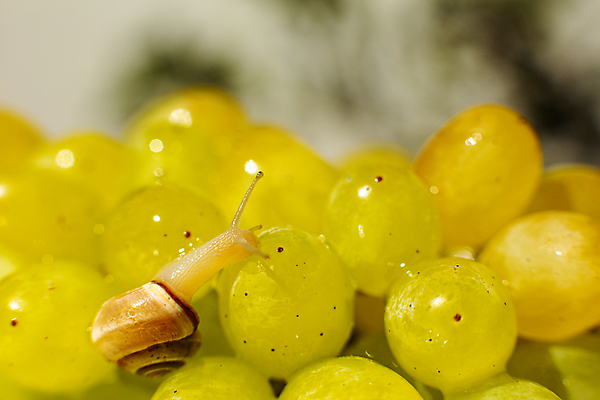 포토 JPG 해외이미지 한마리 실내 근접촬영 사람없음 아웃포커스 작음 청포도 해외포토 1 뷰포인트 포도 촬영기법 내부 크기 파일형식 이미지허브