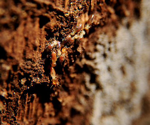 포토 JPG 해외이미지 동물 곤충 백그라운드 자연 표면 주택 사람없음 목재 갈색 흙 손상 거친 그룹 터널 해충 둥지 먹기 잡동사니 벌집 내추럴 수목 식민지 썩음 해외포토 나무 길 컬러 컨셉 재료 모션 건물 벌레 생태계 파일형식 이미지허브