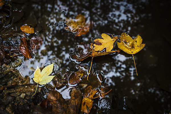 포토 JPG 해외이미지 나무 계절 공원 줄기 백그라운드 컨셉 단풍 잎 오렌지 자연 하늘 표면 날씨 추상 거리 사람없음 야외 빨간색 물 빛 컬러풀 반사 갈색 노란색 어둠 젖음 연못 황금 숲 9월 11월 질감 웅덩이 10월 내추럴 땅바닥 해외포토 자연요소 식물 공공시설 컬러 무늬 과일 바닥 날짜 생태계 파일형식 이미지허브