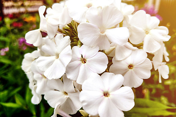 포토 JPG 해외이미지 식물 디자인 계절 꽃잎 꽃 꽃다발 백그라운드 잎 꽃무늬 패턴 자연 사람없음 야외 장식 초록색 뷰티 노란색 정원 봄 성장 벚꽃 흰색 나뭇가지 신선 개화 허브 묘사 원예 내추럴 해외포토 나무 컬러 무늬 취미 생태계 파일형식 이미지허브