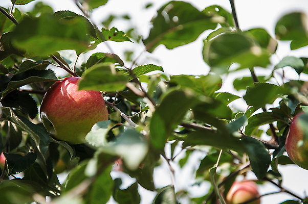 포토 JPG 해외이미지 주간 과일 사람없음 야외 아웃포커스 사과 소프트포커스 사과나무 해외포토 자연요소 나무 촬영기법 파일형식 이미지허브