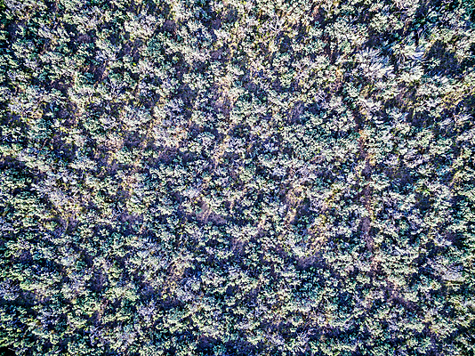 포토 JPG 해외이미지 식물 백그라운드 밭 추상 안테나 풍경 사람없음 사막 관목 질감 콜로라도 해외포토 나무 무늬 농업 통신 미국 파일형식 이미지허브