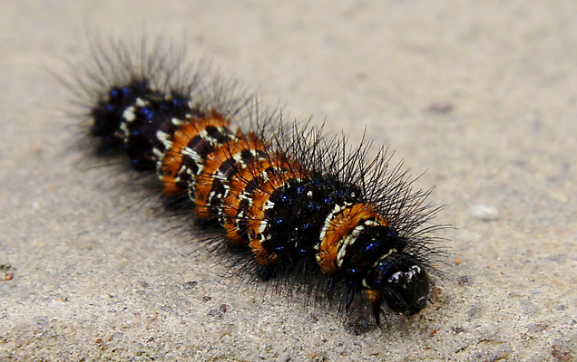 포토 JPG 해외이미지 식물 동물 야생동물 나비 곤충 잎 자연 불 생물 폭죽 안전 사람없음 초록색 여름 빛 컬러풀 정원 검은색 어둠 힘 벌레 위험 애벌레 내추럴 기어가기 고립 화상 해외포토 자연요소 계절 컬러 컨셉 모션 상처 생태계 파일형식 이미지허브