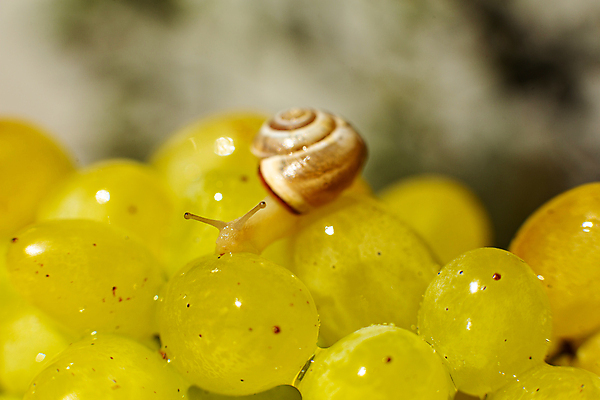 포토 JPG 해외이미지 한마리 실내 근접촬영 사람없음 아웃포커스 작음 청포도 해외포토 1 뷰포인트 포도 촬영기법 내부 크기 파일형식 이미지허브