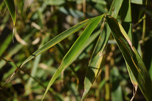 포토 JPG 해외이미지 나무 식물 전통 디자인 꽃 아시아 문화 선 음식 백그라운드 잎 패턴 자연 추상 휴식 건강 요리 동양인 사람없음 목재 장식 빨간색 초록색 물 뷰티 갈색 노란색 일본 식사 스파 중국 매트 신선 판다 대나무 유기농 질감 동쪽 내추럴 고립 해외포토 자연요소 웰빙 나라 컬러 컨셉 무늬 재료 곰 인종 방향 생태계 파일형식 이미지허브