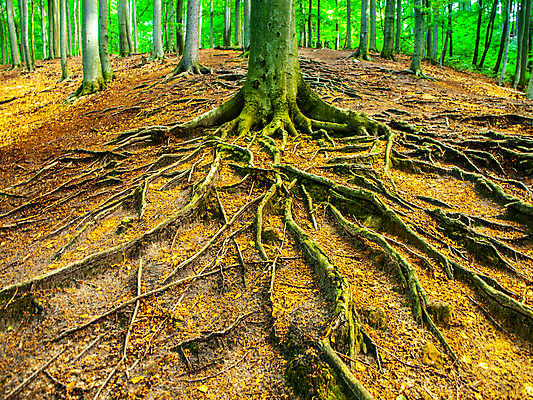 포토 JPG 해외이미지 나무 식물 전통 배너 계절 공원 백그라운드 낙엽 잎 자연 파노라마 풍경 사람없음 야외 목재 초록색 뷰티 노란색 환경 흙 봄 성장 가을 숲 뿌리 나무껍질 공상 내추럴 복잡 옛날 해외포토 공공시설 컬러 컨셉 재료 촬영기법 껍질 생태계 파일형식 이미지허브