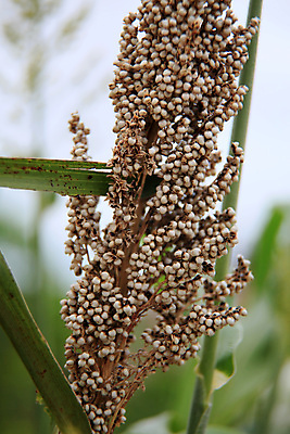 포토 JPG 해외이미지 식물 음식 줄기 잎 밭 농업 자연 하늘 건강 씨앗 사람없음 야외 초록색 농작물 농장 농경지 식사 성장 시골 남아메리카 농부 낟알 시리얼 온도 스파이크 밭일 수수 호밀 브라질사람 해외포토 직업 산업 컬러 곡류 아메리카 생태계 파일형식 이미지허브