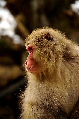 포토 JPG 해외이미지 동물 공원 아시아 얼굴 야생동물 여행 겨울 포유류 자연 휴식 산 수영장 털 동양인 사람없음 야외 물 일본 수영 스파 목욕 봄 추위 바위 원숭이 아기 뜨거움 수증기 숲 서식지 유인원 내추럴 전국 지옥 해외포토 자연요소 계절 공공시설 나라 컨셉 사람 인종 신체부위 청결 돌_바위 수상스포츠 생태계 파일형식 이미지허브