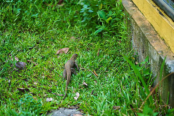 포토 JPG 해외이미지 동물 응시 공원 아시아 야생동물 백그라운드 파충류 태국 자연 동물원 양서류 동양인 사람없음 야외 초록색 물 뷰티 머리 환경 모니터 용 위험 큼 혀 피부 눈금 도마뱀 육식동물 거인 내추럴 동물상 이국적 전국 해외포토 자연요소 시선 공공시설 나라 컬러 컨셉 인종 신체부위 컴퓨터 조형물 입 크기 생태계 파일형식 이미지허브