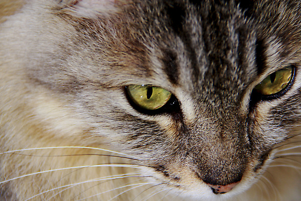 포토 JPG 해외이미지 동물 문화 모래 포유류 자연 하늘 바람 동물원 사람없음 반려동물 갈색 개 강아지 큼 비글 송곳니 내추럴 보호구역 유래 해외포토 자연요소 컬러 날씨 치아 크기 생태계 구역 파일형식 이미지허브