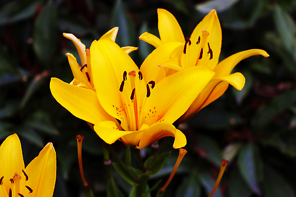 포토 JPG 해외이미지 식물 계절 꽃잎 꽃 꽃다발 결혼 백그라운드 잎 꽃무늬 자연 사람없음 야외 빨간색 초록색 컬러풀 햇빛 뷰티 노란색 정원 맑음 봄 벚꽃 신선 개화 꽃가루 내추럴 고립 해외포토 컬러 무늬 날씨 이벤트 태양 가루 생태계 파일형식 이미지허브