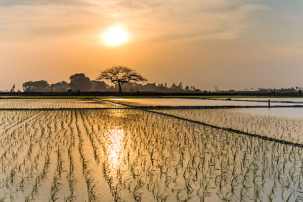 포토 JPG 해외이미지 식물 계절 문화 음식 줄기 잎 패턴 농업 자연 밥 동양인 사람없음 야외 초록색 물 농작물 컬러풀 농장 농경지 새싹 환경 일몰 새벽 수확 성장 시골 신선 농부 유기농 질감 베트남 아몬드 밀짚 내추럴 논밭 밭일 해외포토 자연요소 직업 웰빙 산업 컬러 무늬 밭 논 인종 노을 동남아시아 견과류 짚 생태계 파일형식 이미지허브