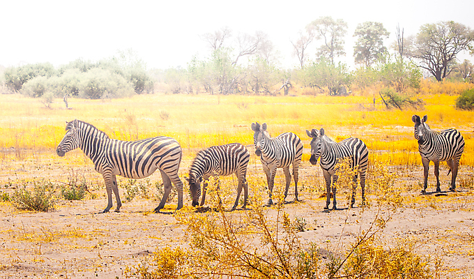 포토 JPG 해외이미지 동물 공원 야생동물 포유류 가족 아프리카 자연 하늘 국립공원 서기 사람없음 야외 햇빛 태양 맑음 검은색 일몰 줄무늬 낭만 게임 흰색 뜨거움 그룹 황무지 황금 군중 땅 사파리 얼룩말 내추럴 보츠와나 사바나 전국 평야 많음 해외포토 자연요소 공공시설 나라 컬러 컨셉 무늬 관계 모션 놀이 날씨 사람 노을 말_동물 생태계 파일형식 이미지허브