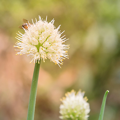 포토 JPG 해외이미지 식물 꽃 줄기 잎 꽃무늬 밭 농업 채소 전구 자연 양파 마늘 씨앗 사람없음 장식 초록색 농작물 정원 성장 벚꽃 흰색 양념 개화 냄비 허브 향신료 유기농 원예 날것 뿌리 부추 꽃수술 밭일 식용 여의주 채식주의자 샬롯 해외포토 웰빙 산업 컬러 무늬 취미 솥 생태계 채식 향미료 파일형식 이미지허브