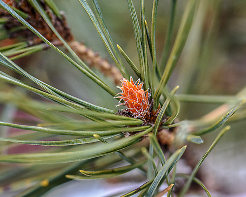 포토 JPG 해외이미지 나무 식물 계절 꽃 크리스마스 자연 사람없음 목재 초록색 봄 벚꽃 나뭇가지 소나무 바늘 숲 파인애플 상록수 침엽수 전나무 원뿔 내추럴 가문비나무 해외포토 도형 기념일 컬러 과일 재료 도구 열대과일 생태계 파일형식 이미지허브